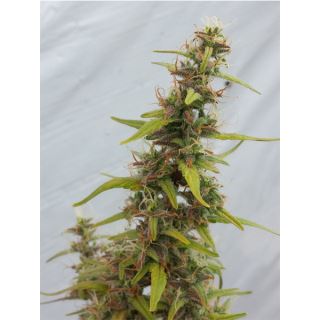 DR6 - Auto Diesel Ryder  5 u. fem.  Seedsman