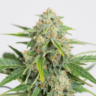 Auto Dinamed CBD 10 u. fem. Dinafem