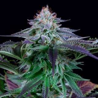 9307 - Auto Dinamed Kush CBD  10 u. fem. Dinafem