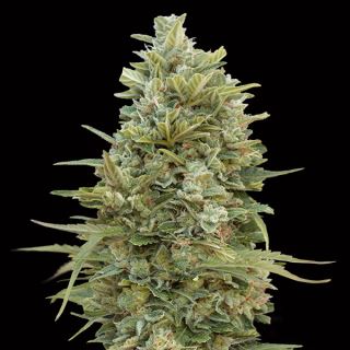 10717 - Auto Do-Si-Dos Cookies   3 u. fem. 00 Seeds