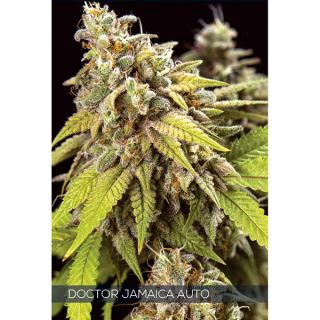 Auto Doctor Jamaica 3 u. fem. Vision Seeds