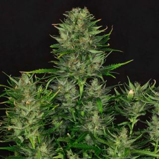 17470 - Auto Dosidos   1 u. fem. Kannabia Seeds