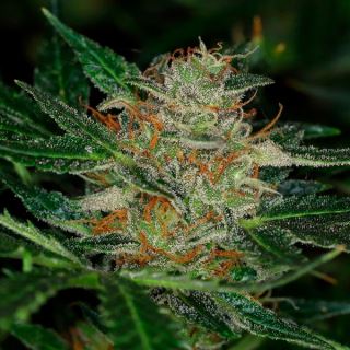 17475 - Auto Dream Sherbet   1 u. fem. Kannabia Seeds