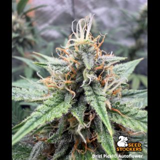 26451 - Auto Drizl Pickl  25 u. Seedstockers Superior