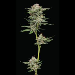 24991 - Auto Durban Poison 3 u. fem Humbold Seeds Company