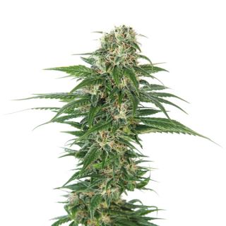 Auto Early Skunk  3 u. fem. Sensi Seeds