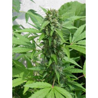 ER3JD - Auto Easy Ryder  3 u. fem.  Seedsman
