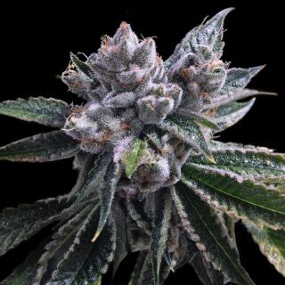 4571 - Auto El Fuego 3 u. fem. DNA Genetics