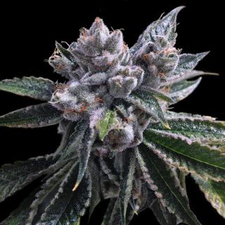 4982 - Auto El Fuego 6 u. fem. DNA Genetics