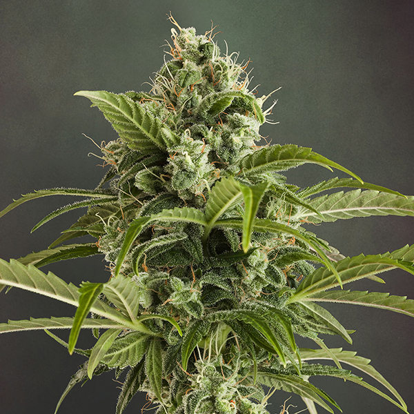 Auto Euforia 1 u. fem. Dutch Passion Auto Euforia 1 u. fem. Dutch Passion