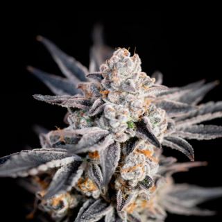 13934 - Auto Expert Gorilla  3 u. fem. Expert Seeds