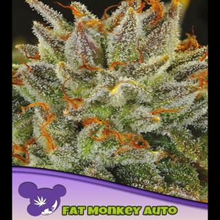 Auto FAT Monkey  3 u. fem Anesia