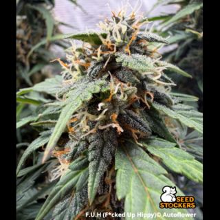 26458 - Auto F.U.H (F*cked Up Hippy) fem.  5 u. Seedstockers Superior
