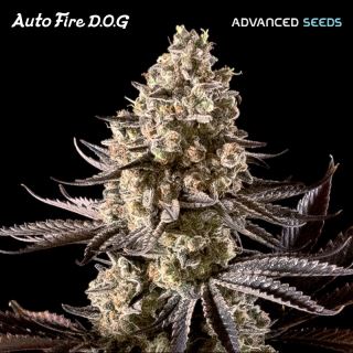 19384 - Auto Fire DOG   1 u. fem. Advanced Seeds