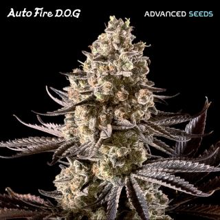 Auto Fire DOG   3 + 1 u. fem. Advanced Seeds