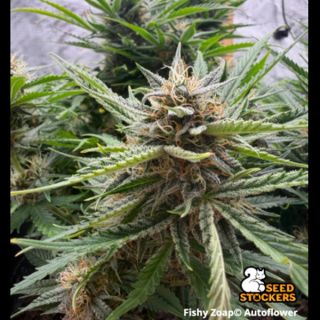 26455 - Auto Fishy Zoap  25 u. Seedstockers Superior