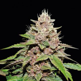 24205 - Auto Forbidden Mochi fem. 25 u. Seedstockers Superior