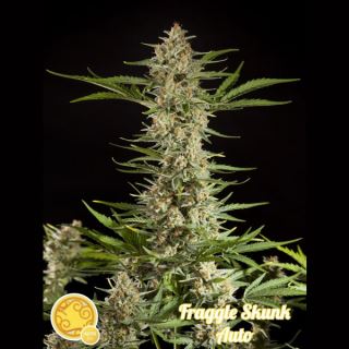 Auto Fraggle Skunk 1 u fem Philosopher