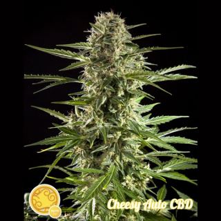 6721 - Auto Fraggle Skunk 3 u fem Philosopher