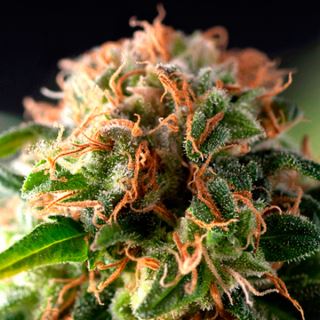 5344 - Auto Fresh Candy  1 u. blister x 12 u. fem. Pyramid Seeds