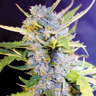 Auto Fro-Yo 5u. G13 Labs