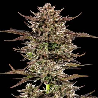 25079 - Auto Frosted Zinn x 3 Bears OG   3 u. fem. Barney's