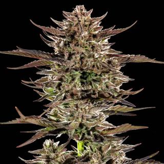 26009 - Auto Frosted Zinn x 3 Bears OG  25 u. fem Barney´s