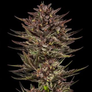 25087 - Auto Frosted Zinn x Cookie Dog   3 u. fem. Barney's