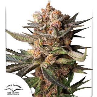 27607 - Auto Frozen Biscotti   1 u. fem. Dutch Passion