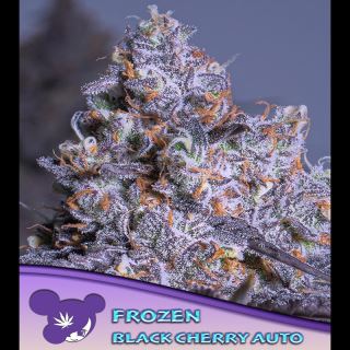 21613 - Auto Frozen Black Cherry  3 u. fem Anesia