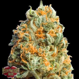 9665 - Auto Fully Loaded  3 u. fem. Heavyweight Seeds