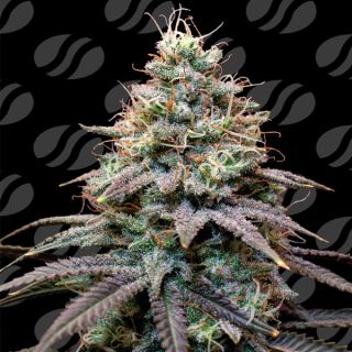 25126 - Auto FumePop  5 u. fem. Original Sensible
