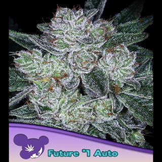 21566 - Auto Future #1 -  5 u. fem Anesia