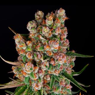 Auto GMO  1 u. fem. Barney's