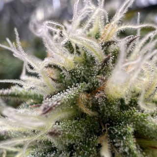 26563 - Auto G.O.S  5 u. fem R-Kiem Seeds