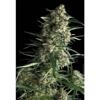 Auto Galaxy  1 u. blister x  12 u. fem. Pyramid Seeds