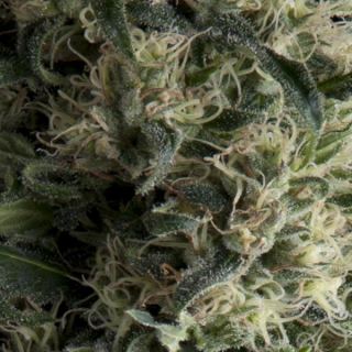 5412 - Auto Galaxy  3 u. fem. Pyramid Seeds