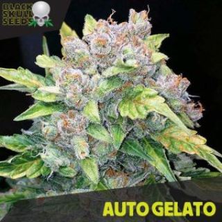 Auto Gelato   3 u. fem. Black Skull Seeds