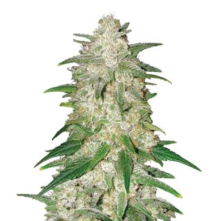 14643 - Auto Gelato   5 u. fem. Nirvana