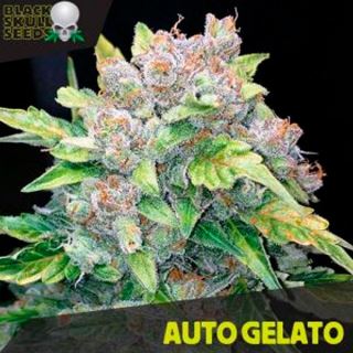 Auto Gelato  10 u. fem. Black Skull Seeds