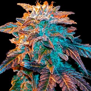 11776 - Auto Gelato  4 u. fem. Female Seeds