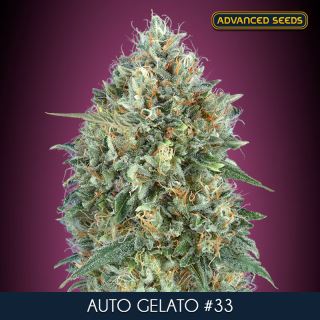 9390 - Auto Gelato #33   1 u. fem. Advanced Seeds
