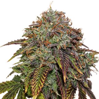 13208 - Auto Gelato 41 fem.  1 u. Seedstockers