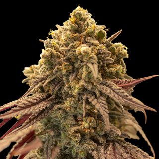 27375 - Auto Gelato Mint   1 u. fem. 00 Seeds