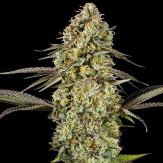 26739 - Auto Georgia Pie   5 + 2 u. fem. Advanced Seeds