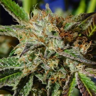 Auto Ghost Cookies  3 u. fem. Original Sensible