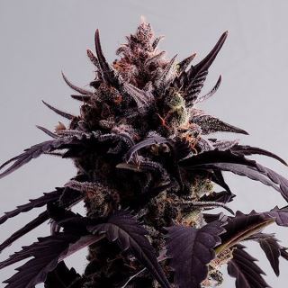 Auto Ginger Punch   1 u. fem. Kannabia Seeds