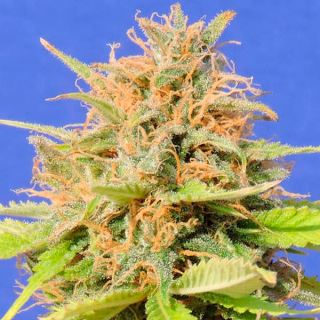 Auto Girl Scout Cookies  1 u. fem. Original Sensible