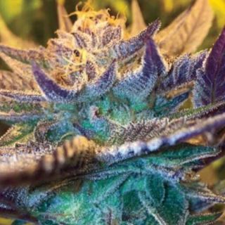 13719 - Auto Girl Scout Cookies  3 u. fem. Garden of Green Seeds