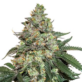 Auto Girl Scout Cookies fem.  1 u. Seedstockers